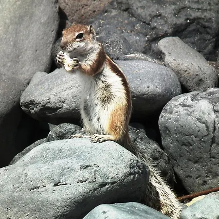 Marvillafuerte * Villaverde (Fuerteventura)