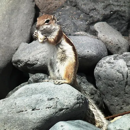 Marvillafuerte アパート *