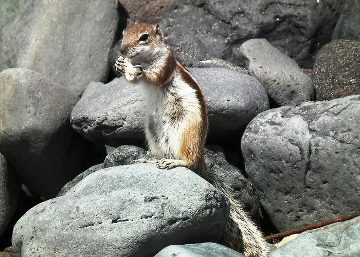 Marvillafuerte アパート *